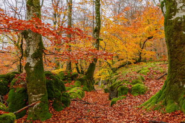 Parque Natural de Urbasa-Andía